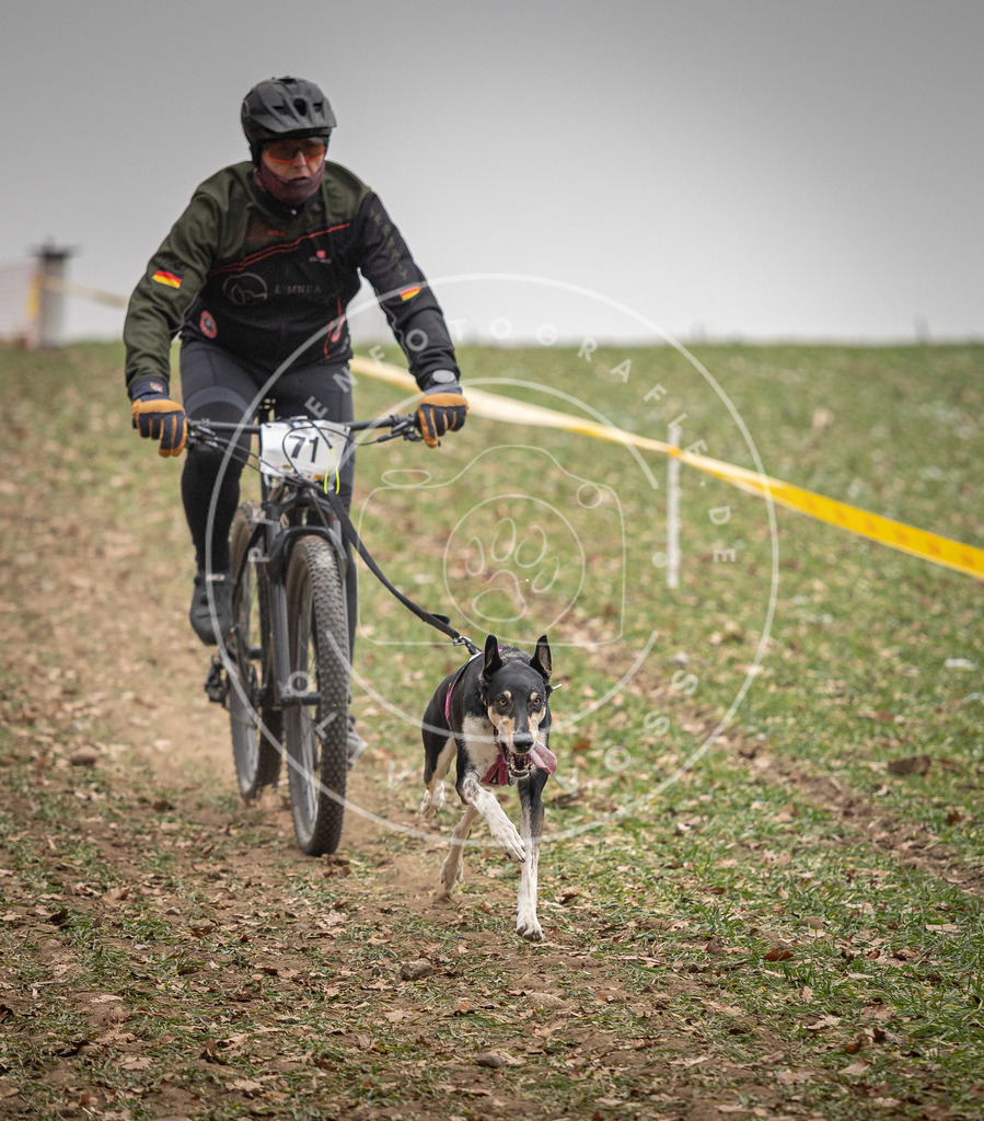 Pfotenfotografie_DV3A3159 | Hundefotografie, Tierfotograf, Pfotenfotografie, Fotoshooting Hund, Hunde Portrait, Hundesport, Hundeportraits, Heideshooting, Hunde, Sportfotograf, Hundefotograf, Turnierhundsport, THS,  - Realisiert mit Pictrs.com