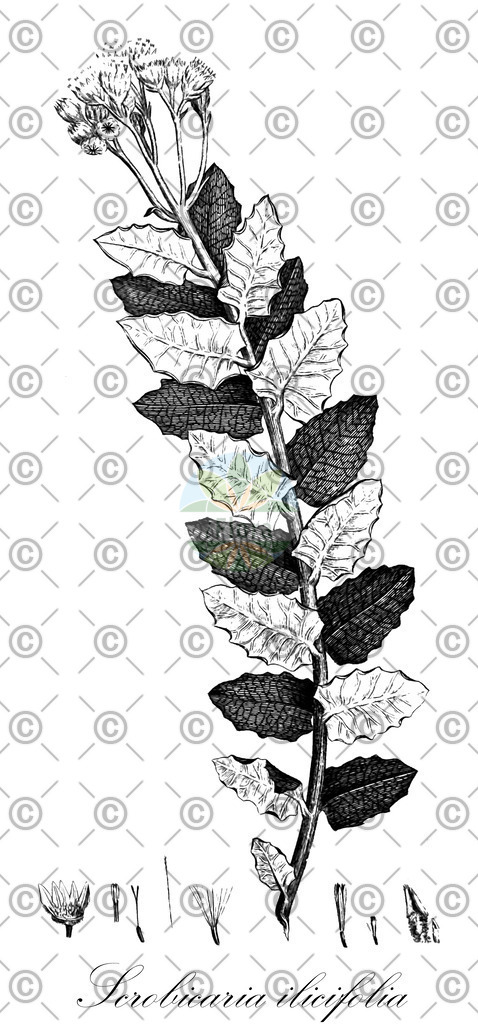 HistAbb_EMP_32862_SRC_Schlechtendal_FLORAD_SIMPLE | Historische Abbildung von Scrobicaria ilicifolia - Asteraceae | Historical Illustration of Scrobicaria ilicifolia - Asteraceae