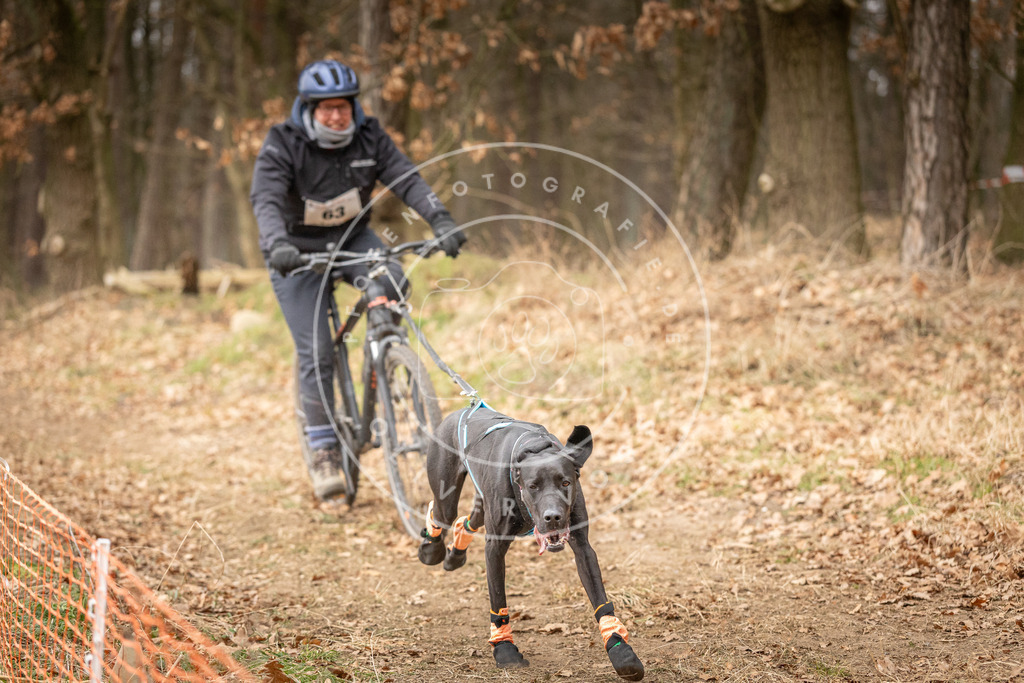 Pfotenfotografie_DV3A3271 | Hundefotografie, Tierfotograf, Pfotenfotografie, Fotoshooting Hund, Hunde Portrait, Hundesport, Hundeportraits, Heideshooting, Hunde, Sportfotograf, Hundefotograf, Turnierhundsport, THS,  - Realisiert mit Pictrs.com