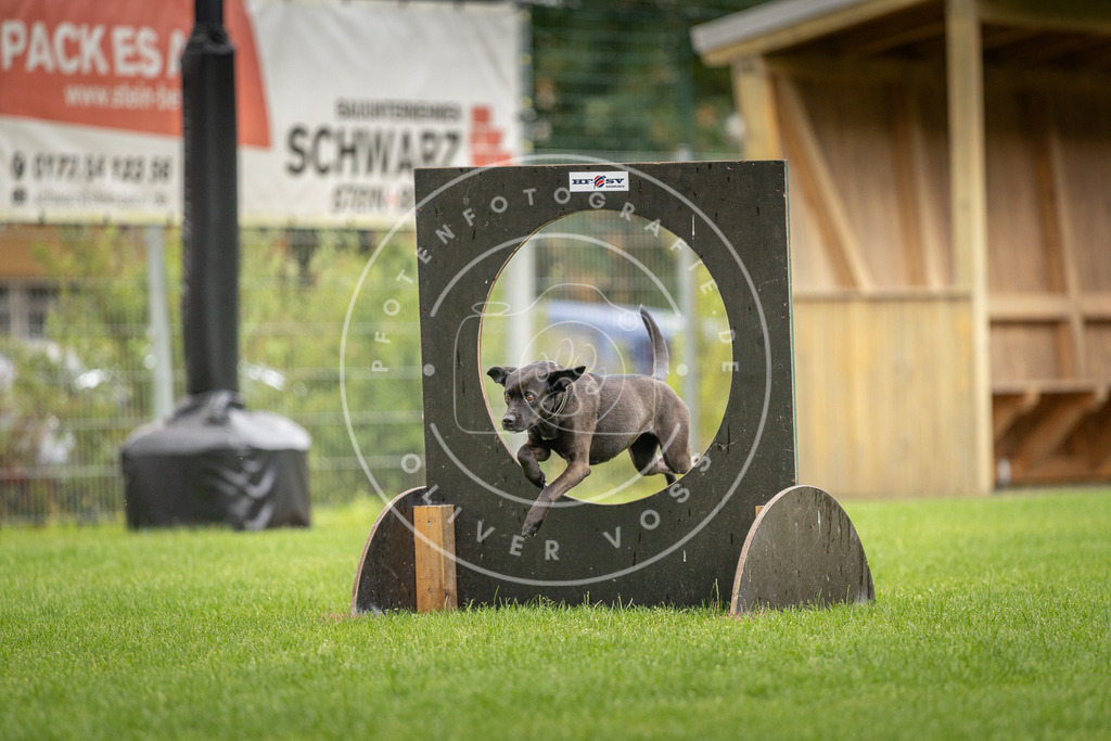 Pfotenfotografie_DV3A5299 | Hundefotografie, Tierfotograf, Pfotenfotografie, Fotoshooting Hund, Hunde Portrait, Hundesport, Hundeportraits, Heideshooting, Hunde, Sportfotograf, Hundefotograf, Turnierhundsport, THS,  - Realisiert mit Pictrs.com