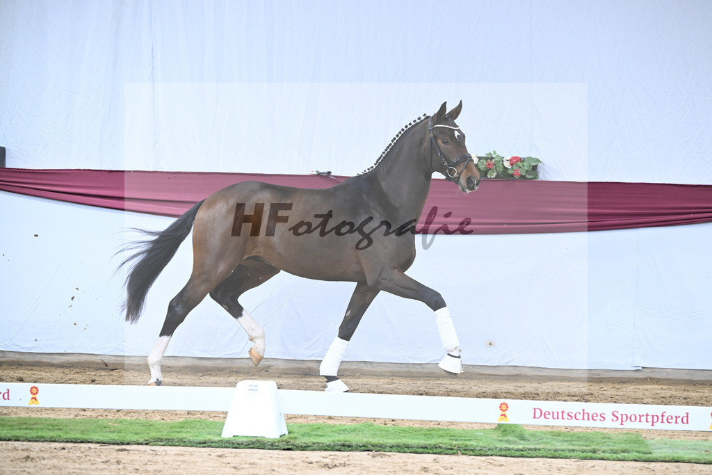 Kat-Nr. 35 Va Bene x San Amour I_Gestuet Greim_47251220 | hf-fotografie - Realisiert mit Pictrs.com