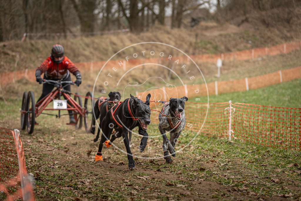 Pfotenfotografie_DV3A8022 | Hundefotografie, Tierfotograf, Pfotenfotografie, Fotoshooting Hund, Hunde Portrait, Hundesport, Hundeportraits, Heideshooting, Hunde, Sportfotograf, Hundefotograf, Turnierhundsport, THS,  - Realisiert mit Pictrs.com