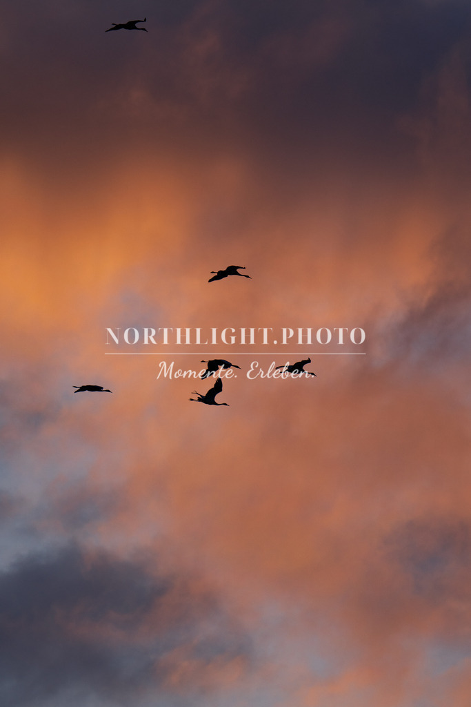 Einflug der Kraniche | Exklusive Landschaftsfotografien von der Ostsee, ganz Deutschland und dem Rest der Welt. Gedruckt auf hochwertigen Materialien. Die Welt an deiner Wand - jetzt im Northlight.Photo Shop bestellen. - Realisiert mit Pictrs.com