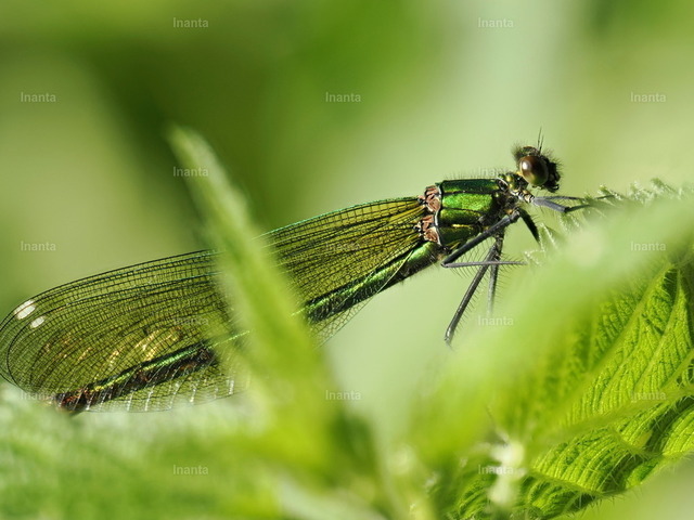 Blauflügel-Prachtlibelle (Calopteryx virgo) | Inanta - Realisiert mit Pictrs.com