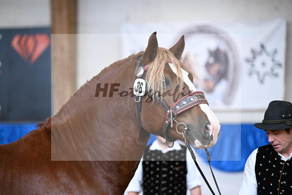 Kat-Nr. 36 Red Romeo v. Rembrandt_Heil_39250610 | hf-fotografie - Realizzato con Pictrs.com