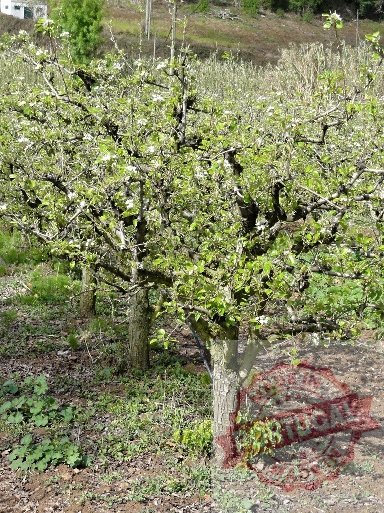 Apple orchard blooming in spring rural landscape | Apple trees blooming in a rural orchard during springtime, showing fresh green leaves - Realized with Pictrs.com