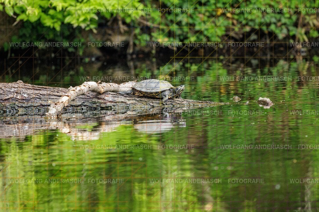 25320475 | Rund um den Jakobiweiher im Frankfurter Stadtwald entstehen ruhige Naturmomente: Enten gleiten durchs Wasser, junge Gänse entdecken ihre Umgebung. Lebendige Stadtnatur, friedlich, nah und voller Leichtigkeit. - Realisiert mit Pictrs.com