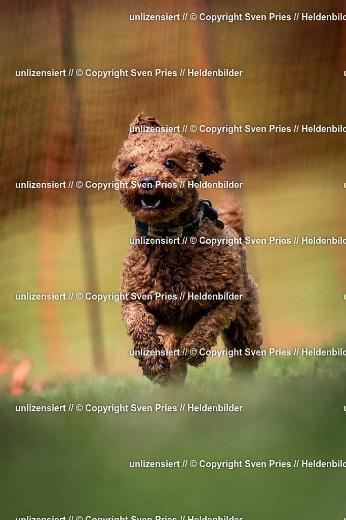 Sven Pries | 2024-04-21 - Hunderennen Baden-Oos
Foto: Sven Pries - Realisiert mit Pictrs.com