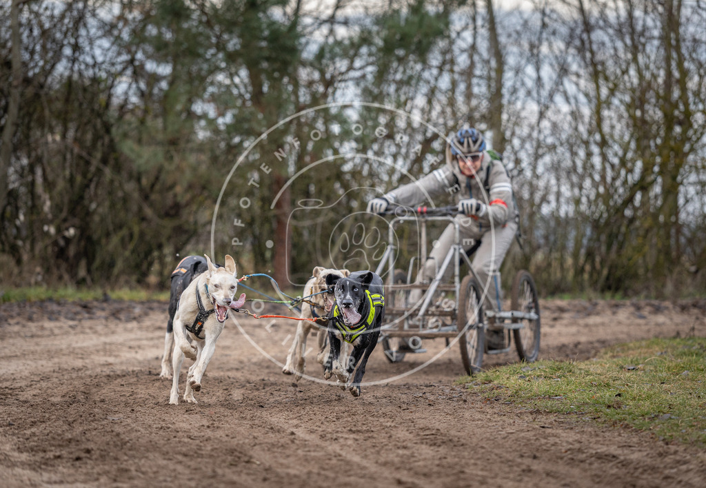 Pfotenfotografie_DV3A6037 | Hundefotografie, Tierfotograf, Pfotenfotografie, Fotoshooting Hund, Hunde Portrait, Hundesport, Hundeportraits, Heideshooting, Hunde, Sportfotograf, Hundefotograf, Turnierhundsport, THS,  - Realisiert mit Pictrs.com