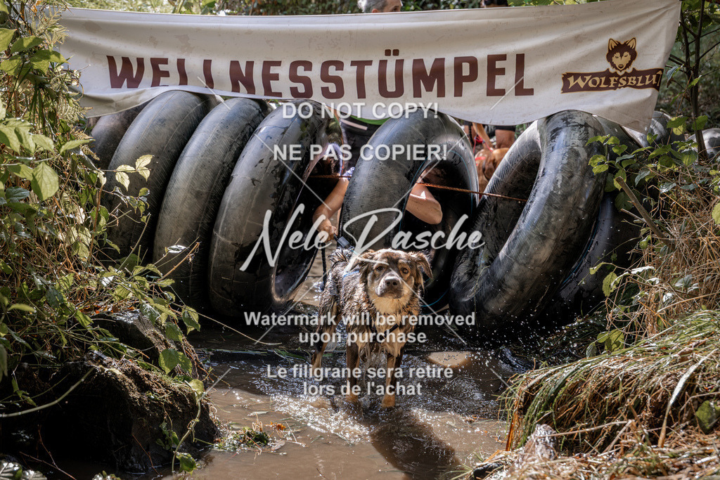nelerasche_Hunsrück2026_Sa1400-1500_18 | nelerasche