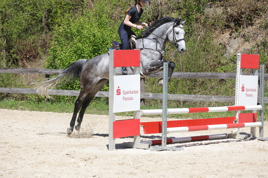 0P6A8871 | Willkommen bei Brunnmayr - Design & Fotografie – Ihrem Spezialisten für Reitturniere und Pferdeveranstaltungen in Oberösterreich, Salzburg und Bayern! Seit über 17 Jahren sind wir leidenschaftlich dabei.
