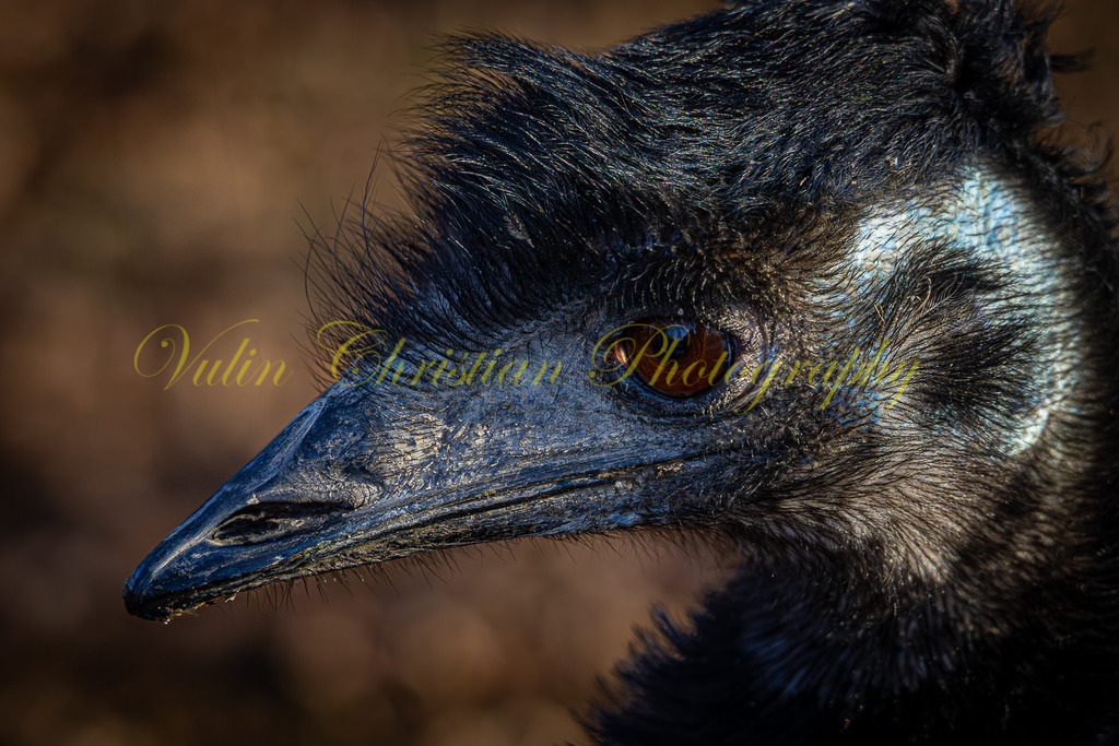 TPH 5p | Christian Vulin  - Realisiert mit Pictrs.com