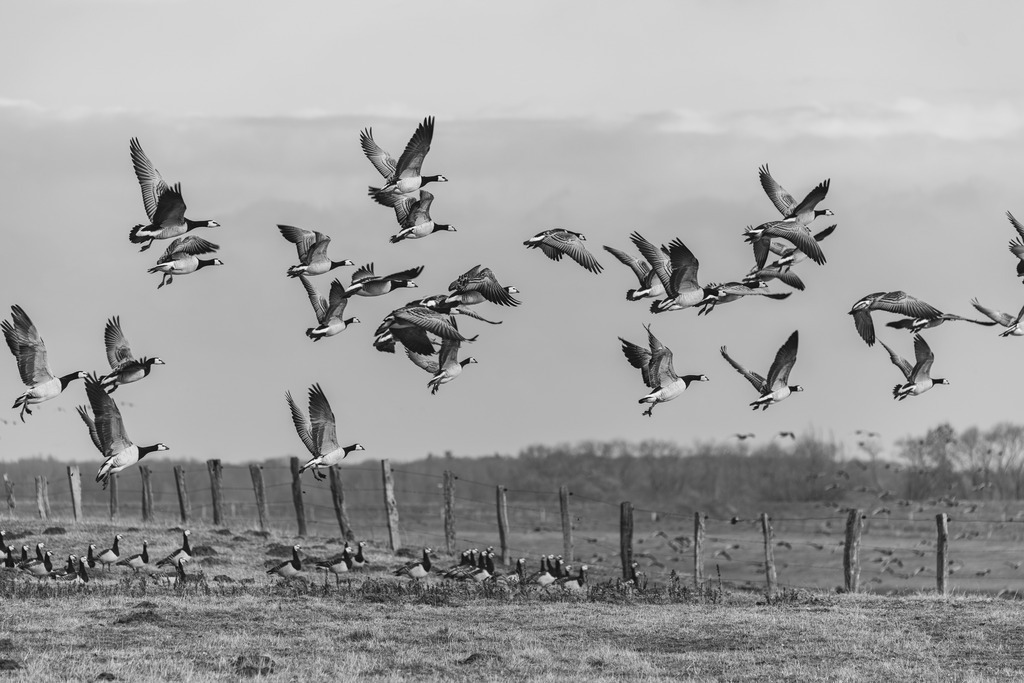 Weißwangengänse starten durch | Eine Gruppe Weißwangengänse die über ein Feld fliegen.