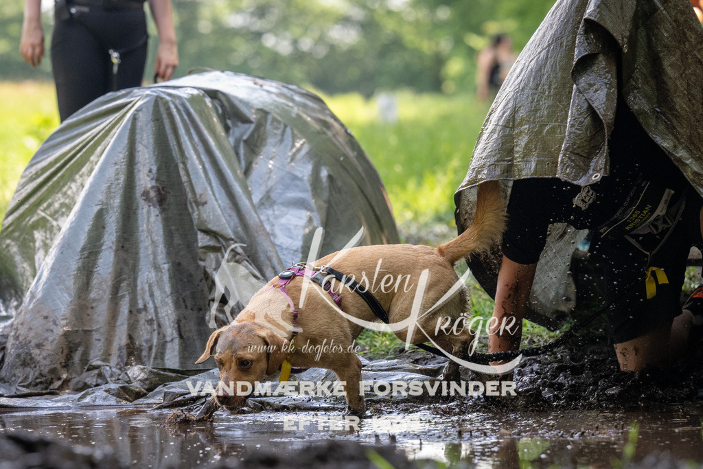 1155_ZZ90203 | kk-dogfotos