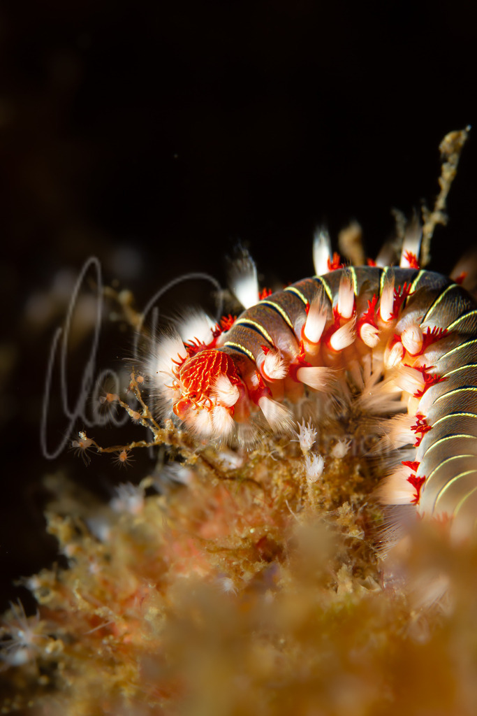 Hermodice carunculata | Cast: Gusano de fuego; Eng: (Bearded) Fireworm; De: Feuerwurm - Realisiert mit Pictrs.com