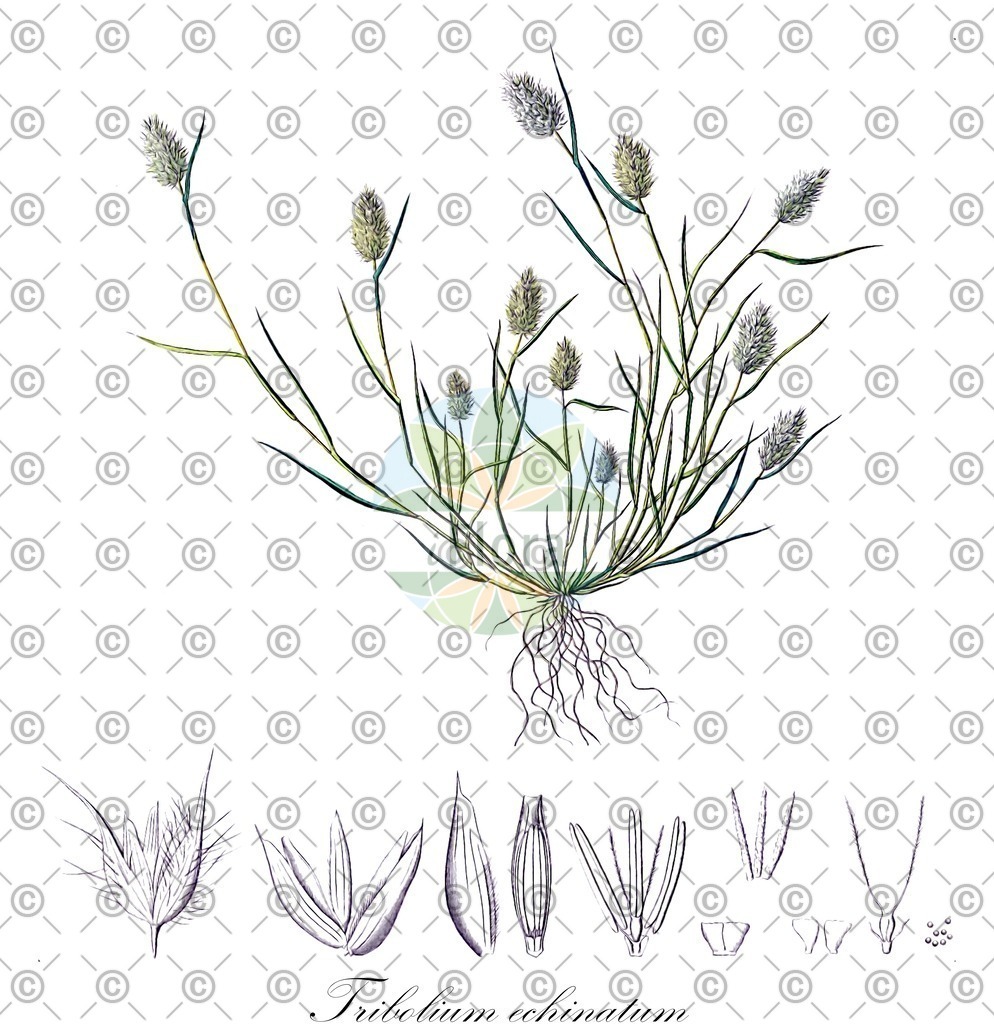 HistAbb_7Q4ZS_1_ENZY_Simple | Historische Abbildung von Tribolium echinatum - Poaceae | Historical Illustration of Tribolium echinatum - Poaceae