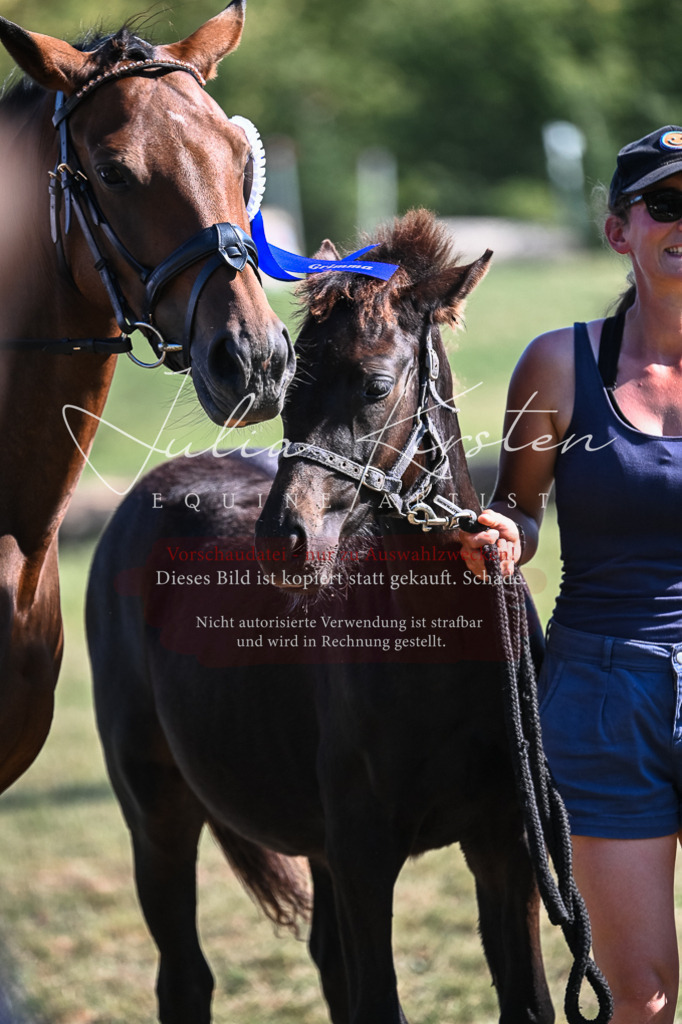 DSC_7027 | Pferde- und Turnierfotografie in Westsachsen. Pferdeportraits, Auftragszeichnungen und intuitive Kunst.