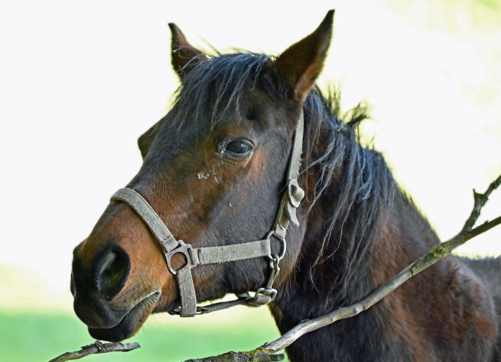 Pferd02 | greenwatching-with-luci - Realisiert mit Pictrs.com