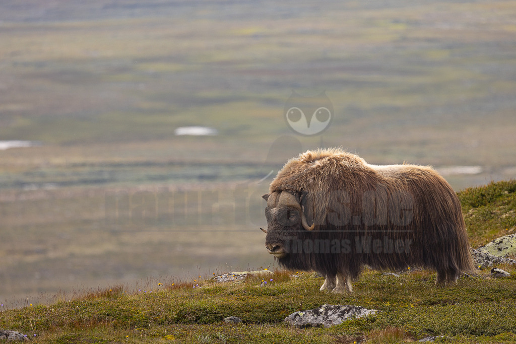 R5NF4194_20240803 | Die wild lebenden Moschusochsen sind eine der Hauptattraktionen des Dovrefjell-Nationalparks an der Grenze zwischen Süd- und Mittelnorwegen. Sie gehören zu den wenigen Tieren, die es in Europa gibt und lassen sich bei einem Besuch des Nationalparks gut beobachten. Rund 80 bis 100 Tiere leben im Westen des Parks in der kargen, kalten Fjellregion, die sie auf der Suche nach ihren Nahrungspflanzen durchstreifen.  - Realisiert mit Pictrs.com