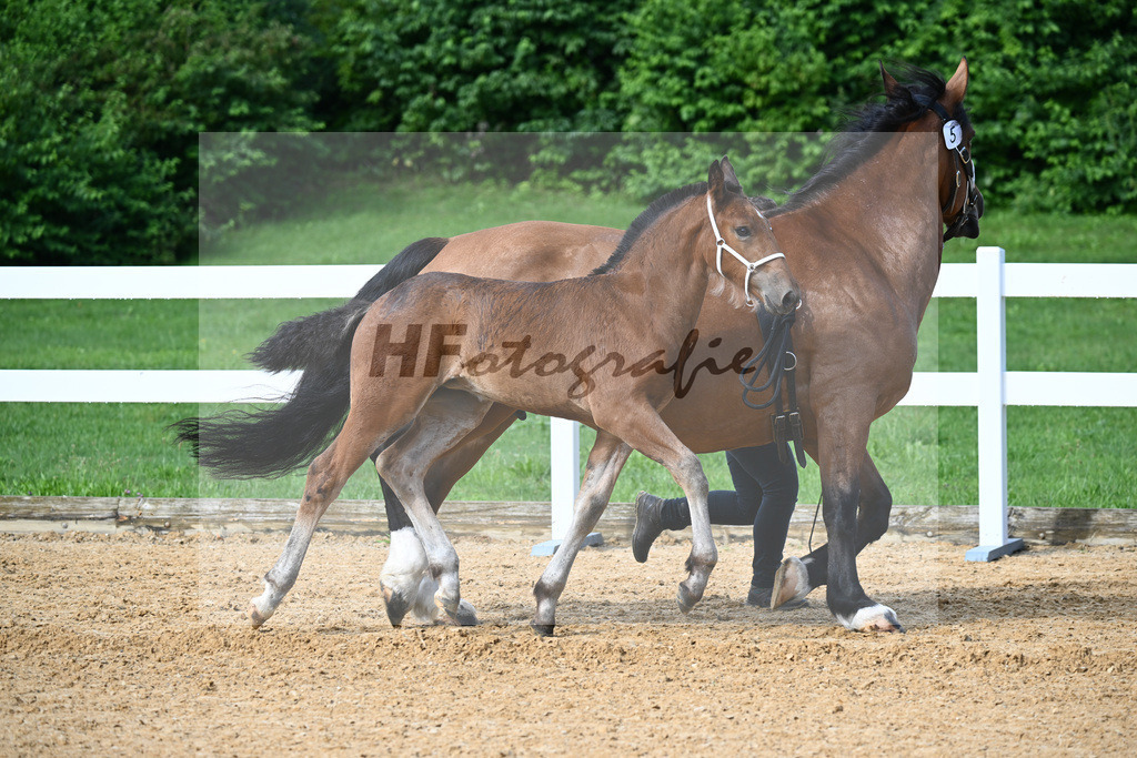 Kat-Nr. 5 Rivaldo x Normativ_Langlechner_27140114 | hf-fotografie - Realisiert mit Pictrs.com