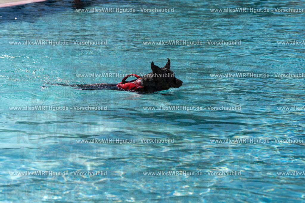 Hundeschwimmen_Volksbad_2026-allesWIRTHgut_Tierfotografie-2609061209-FAY06394 | Professionelle Tierfotografie in Mönchengladbach von Daniel Wirth (allesWIRTHgut). Liebevolle & natürliche Bilder von Hunden & Katzen für unvergessliche Erinnerungen.