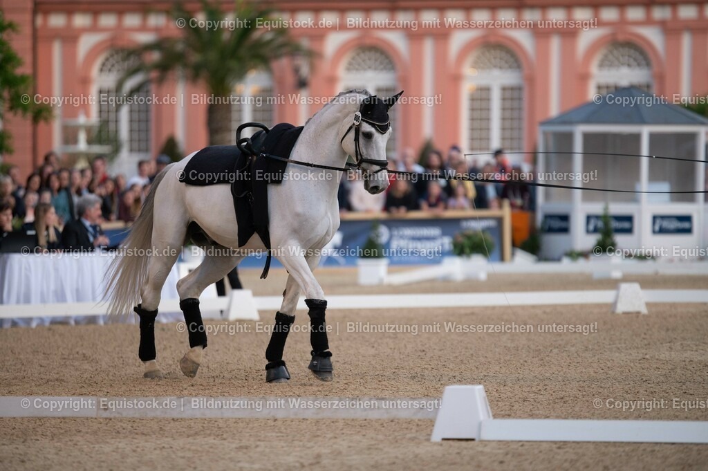 20230527_Voltigieren_NASPA_Flutlicht_0071 | equistock