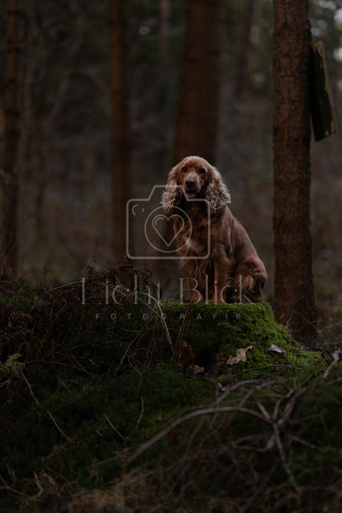 _7M33954-Verbessert-RR | <licht-blick-fotografie><shooting><portraitshooting><tiershooting><landschaftsbilder><shootingbuchen><buchen><fotografbremen> <fotograf niedersachsen><fotografin Bremen und niedersachsen><carshooting><automobilfotografie><auto> - Realisiert mit Pictrs.com