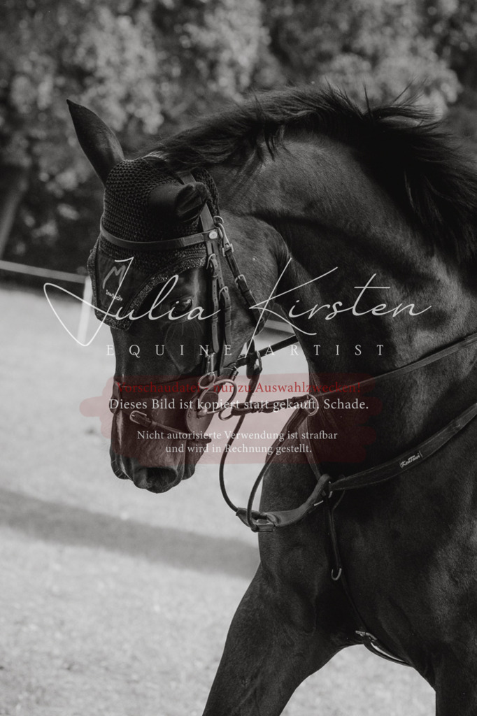 DSC_0641 | Pferde- und Turnierfotografie in Westsachsen. Pferdeportraits, Auftragszeichnungen und intuitive Kunst.