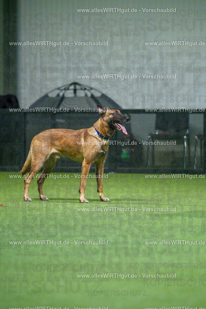 7R503777 | Professionelle Tierfotografie in Mönchengladbach von Daniel Wirth (allesWIRTHgut). Liebevolle & natürliche Bilder von Hunden & Katzen für unvergessliche Erinnerungen.