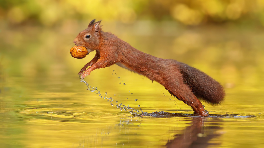 Wandbild: Sprung des Eichhörnchens über das Wasser | Das Bild zeigt ein rotes Eichhörnchen (Sciurus vulgaris) in der dynamischen Bewegung eines Sprungs über eine Wasserfläche. Das Eichhörnchen hält eine große Walnuss in seinem Mund, während es mit gestreckten Beinen und ausgestrecktem Schwanz durch die Luft gleitet. Kleine Wassertröpfchen spritzen von seinen Pfoten ab, die gerade noch die Wasseroberfläche berühren. Der Hintergrund ist in warmen Gelb- und Grüntönen verschwommen, was die Bewegung des Tieres und die Herbststimmung verstärkt. Das Bild fängt die Agilität und Energie des Eichhörnchens in einem perfekten Moment ein.