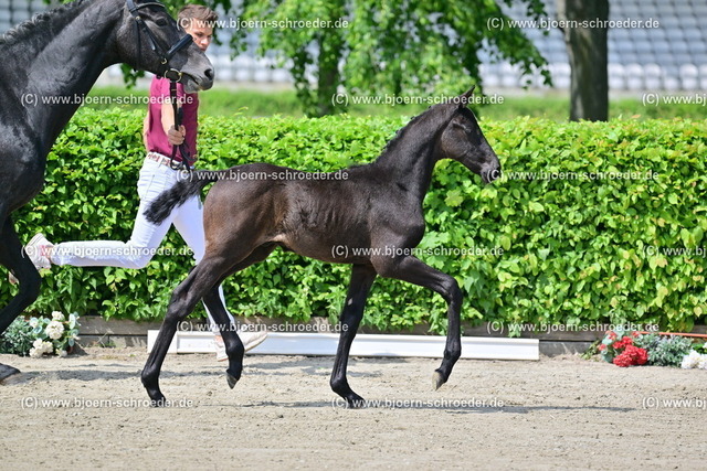 02_Chepetto - Last Man Standing_806_5383 | Björn Schroeder Pferdefotografie