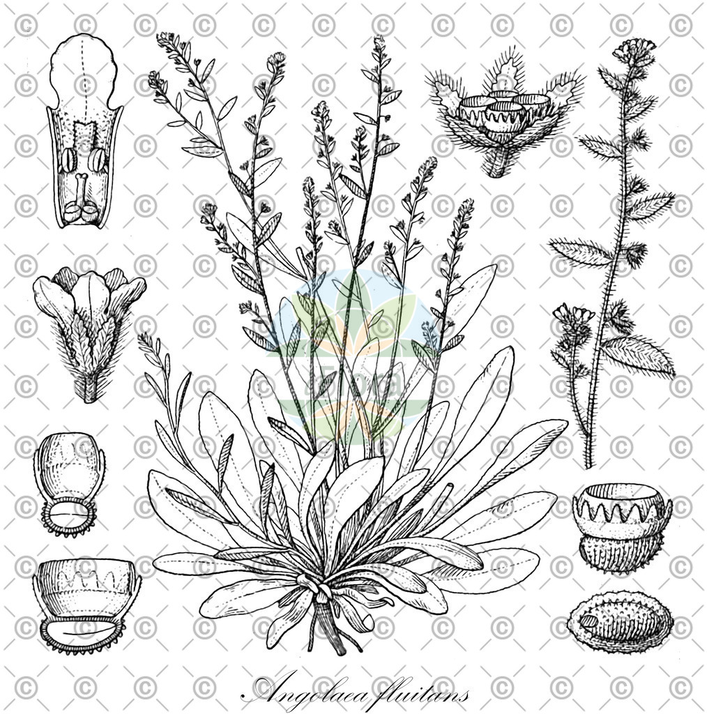 HistAbb_wfo-0000536542_205_ENZY_Simple | Historische Abbildung von Angolaea fluitans - Podostemaceae | Historical Illustration of Angolaea fluitans - Podostemaceae