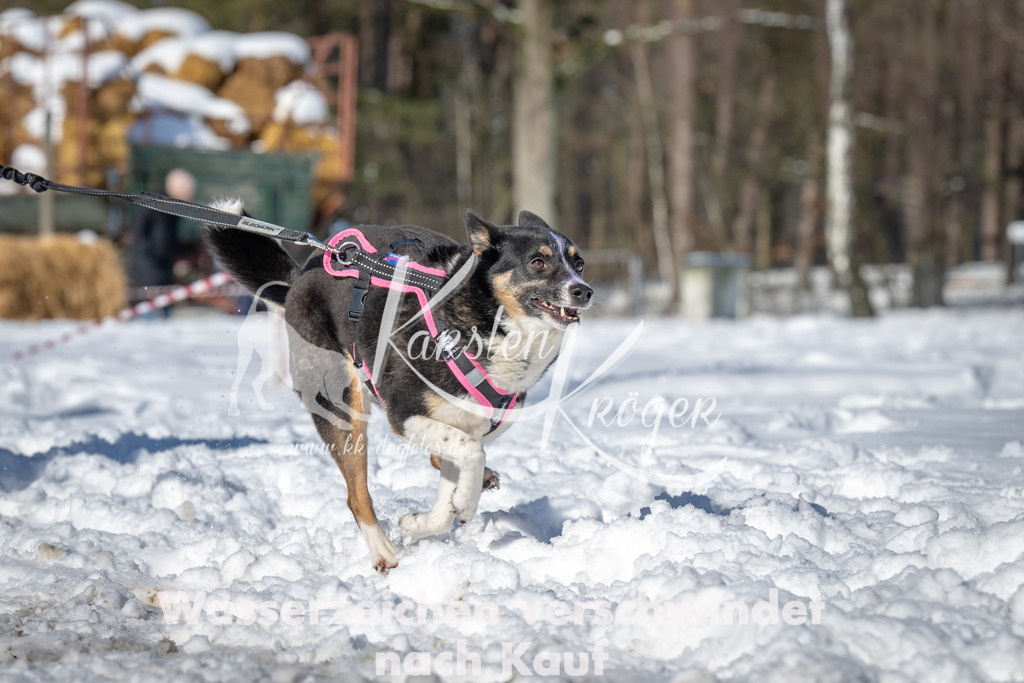 1115_ZZ90919-3 | kk-dogfotos