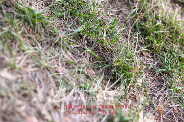 DKP41573 | Turniersportfotografie; Pferdefotografie; Dressurfotografie