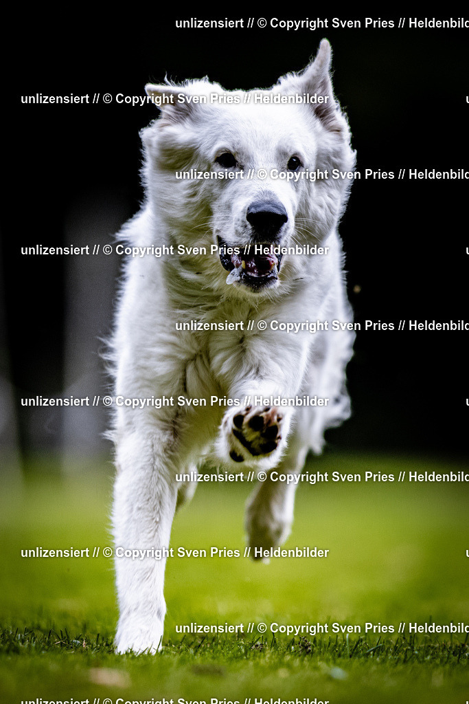 Sven Pries | 2025-10-03 - Hunderennen Obergrombach - Realisiert mit Pictrs.com