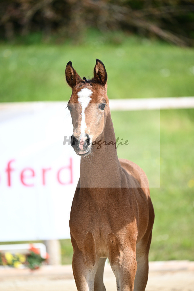 Benicio x De Niro_HF_Eder_11240207 | hf-fotografie - Realisiert mit Pictrs.com