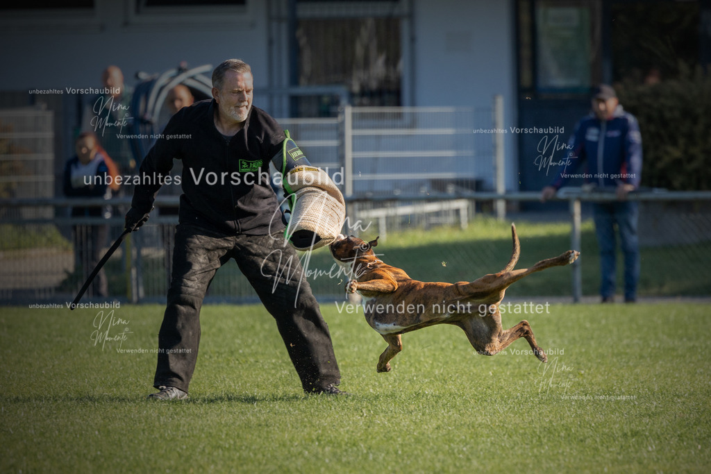 _16A5042-12 | Einzigartige Fotos von Hunden & Menschen –Actionfotos, Portraits, Vereinsaufnahmen & Paarshootings – authentisch, lebendig & mit Herz.