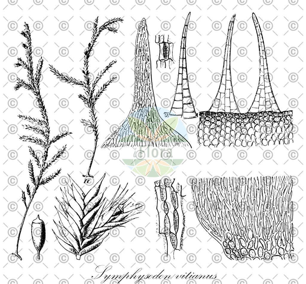 HistAbb_EMP_110145_SRC_Schlechtendal_FLORAD_SIMPLE | Historische Abbildung von Symphysodon vitianus - Pterobryaceae | Historical Illustration of Symphysodon vitianus - Pterobryaceae