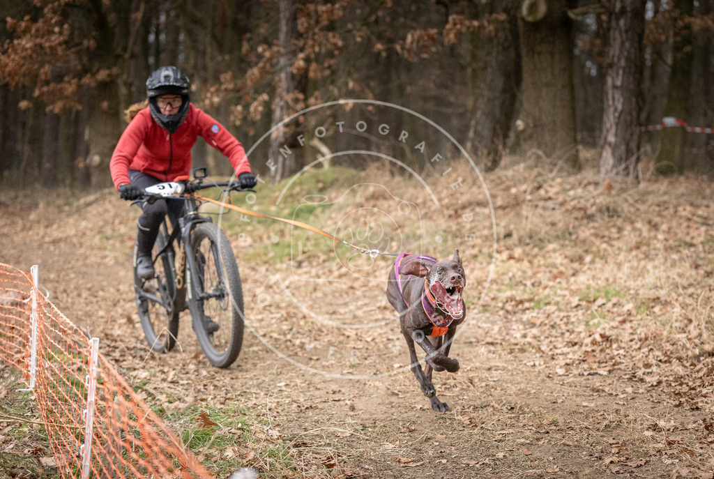 Pfotenfotografie_DV3A1407 | Hundefotografie, Tierfotograf, Pfotenfotografie, Fotoshooting Hund, Hunde Portrait, Hundesport, Hundeportraits, Heideshooting, Hunde, Sportfotograf, Hundefotograf, Turnierhundsport, THS,  - Realisiert mit Pictrs.com