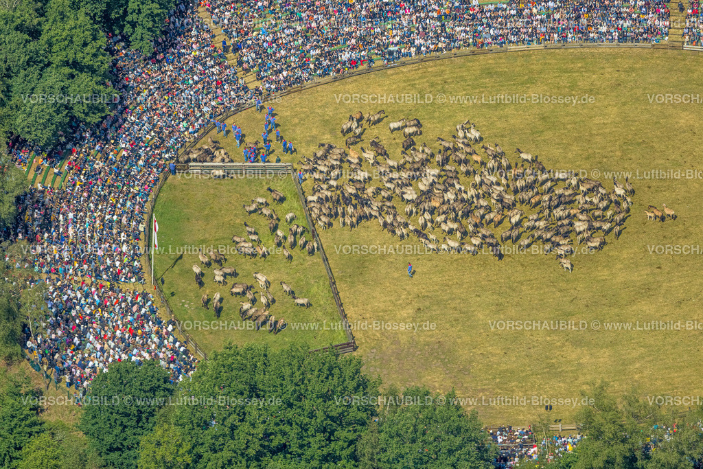 Duelmen220505178MerfelderBruchPferde | Luftbild, Wildpferdefang im Merfelder Bruch bei Dülmen, Arena der Wildpferdebahn, Herzöge von Croÿ Anwesen, Pferdeherde,  Merfeld, Dülmen, Münsterland, Nordrhein-Westfalen, Deutschland
