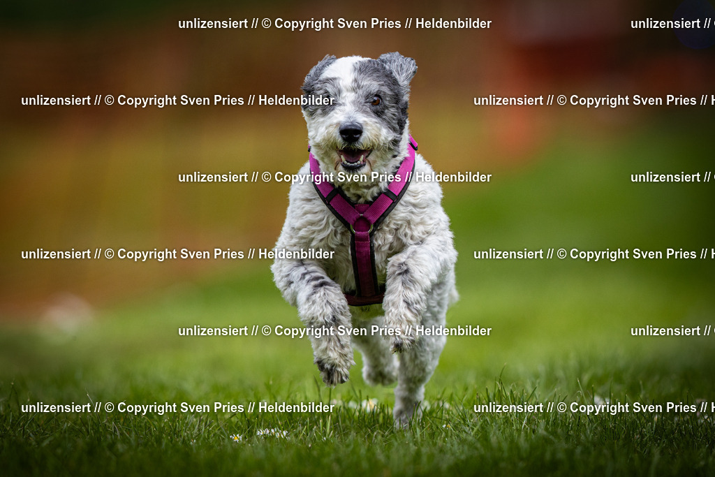 Sven Pries | 2025-04-13 - Hunderennen Baden-Baden - Realisiert mit Pictrs.com