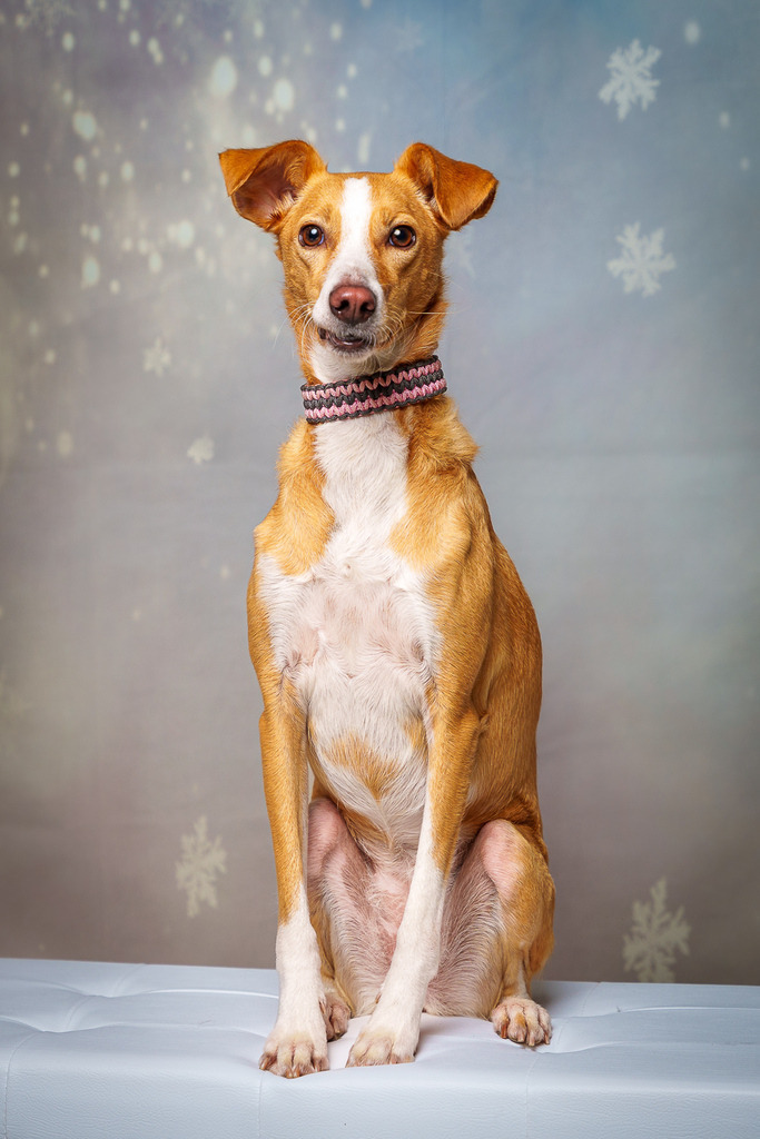 allesWIRTHgut Tierfotografie - 7IV07397-Bearbeitet | Professionelle Tierfotografie in Mönchengladbach von Daniel Wirth (allesWIRTHgut). Liebevolle & natürliche Bilder von Hunden & Katzen für unvergessliche Erinnerungen.