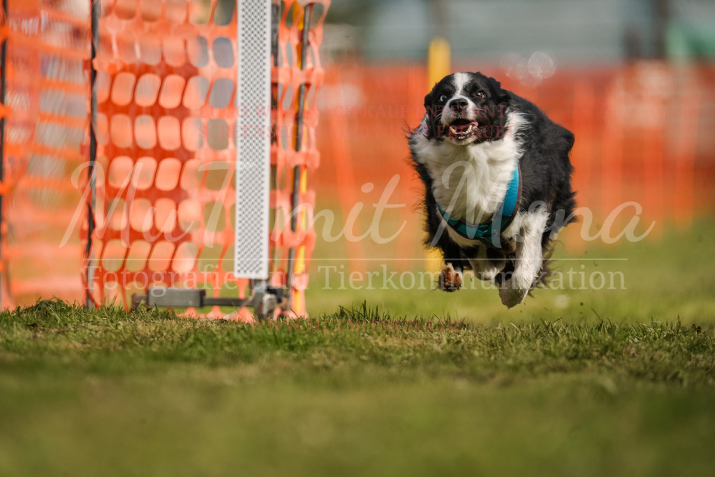 20250928_Hunderennen-208 | MuT (Mensch und Tier) mit Mona - Fotografie und Tierkommunikation - Realisiert mit Pictrs.com