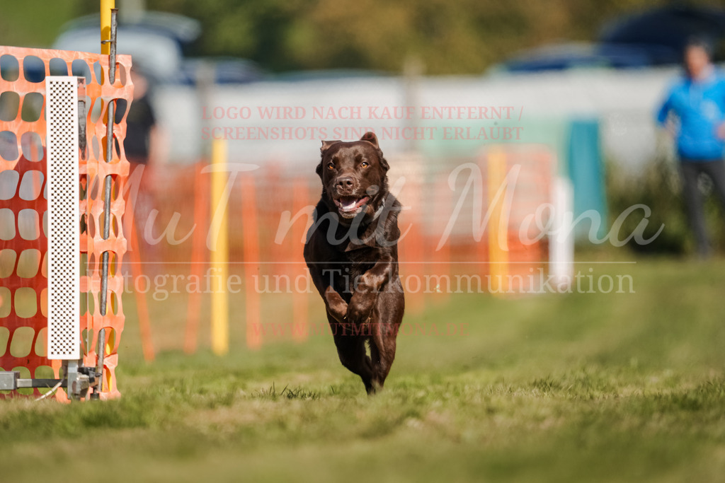 20250928_Hunderennen-554 | MuT (Mensch und Tier) mit Mona - Fotografie und Tierkommunikation - Realisiert mit Pictrs.com
