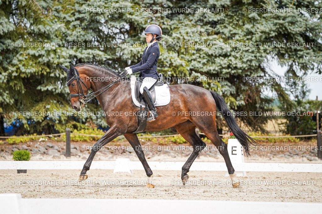 DSC05617 | Pferdegrafie