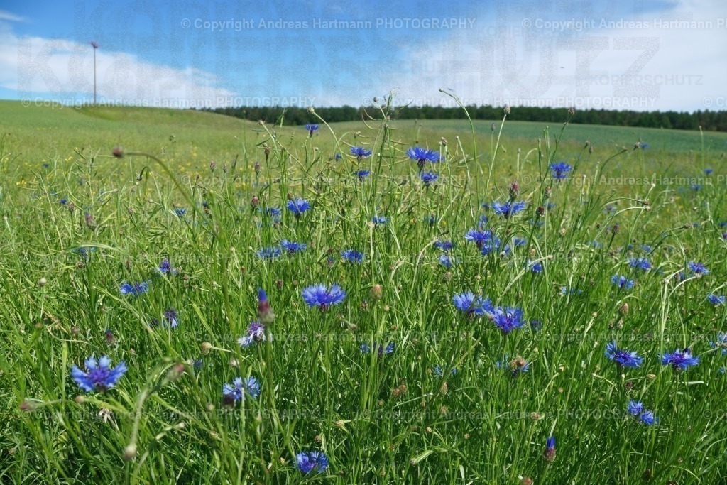Kornblumen am Feldrain | Kornblumen am Feldrain - Realisiert mit Pictrs.com