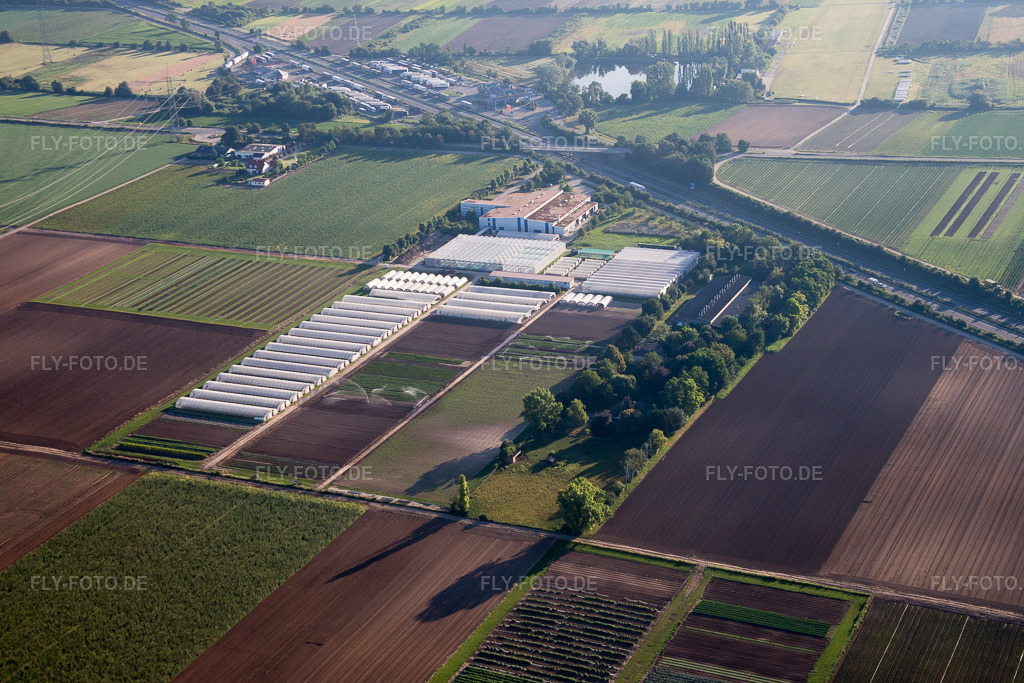 Luftbild: Enza Zaden Deutschland GmbH im Ortsteil Dannstadt in Dannstadt-Schauernheim im Bundesland Rheinland-Pfalz in Deutschland. Foto: IMG_091661.jpg vom 10.07.2016 durch Werner Riehm/FLY-FOTO.de