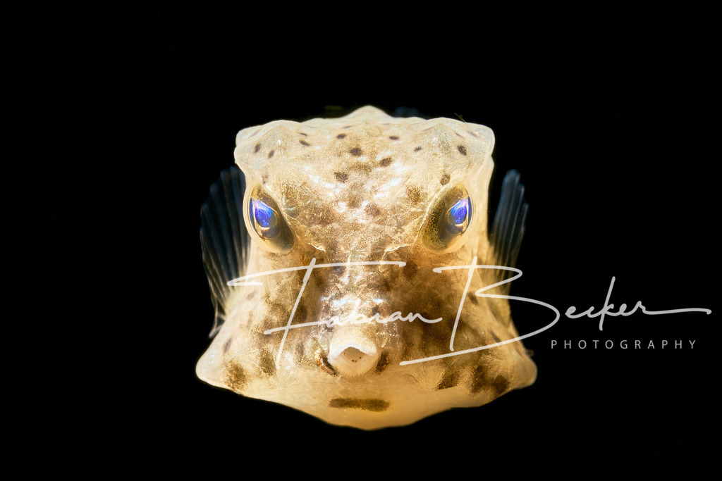 Focus | Einzigartige Wandbilder von faszinierenden Unterwasserwelten. Exklusive Kunst für Empfangsbereiche, Wohnraum oder Wartezimmer. - Realisiert mit Pictrs.com