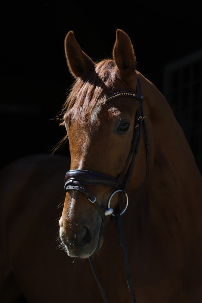 0P6A8740 | Willkommen bei Brunnmayr - Design & Fotografie – Ihrem Spezialisten für Reitturniere und Pferdeveranstaltungen in Oberösterreich, Salzburg und Bayern! Seit über 17 Jahren sind wir leidenschaftlich dabei.