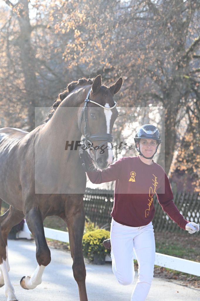 Kat-Nr. 113 Benicio x Floriscount_Galneder Zuchthof GbR_47253945 | hf-fotografie - Realisiert mit Pictrs.com